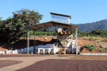 Load image into Gallery viewer, Luiz Framarion - Fazenda Taquaral - Yellow Catuai - Natural
