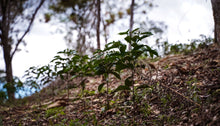 Load image into Gallery viewer, Fundacion Mundo Mujer - Finca Santa Barbara - Striped Red Bourbon - Washed